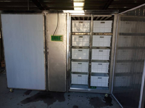 發往湖南婁底冷水江600斤全不銹鋼豆芽機