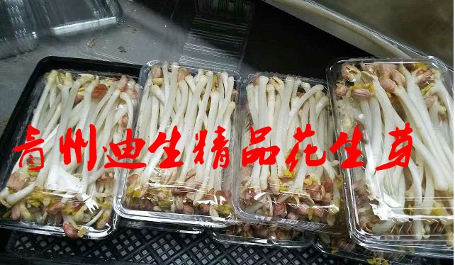 酒店訂購新鮮花生芽